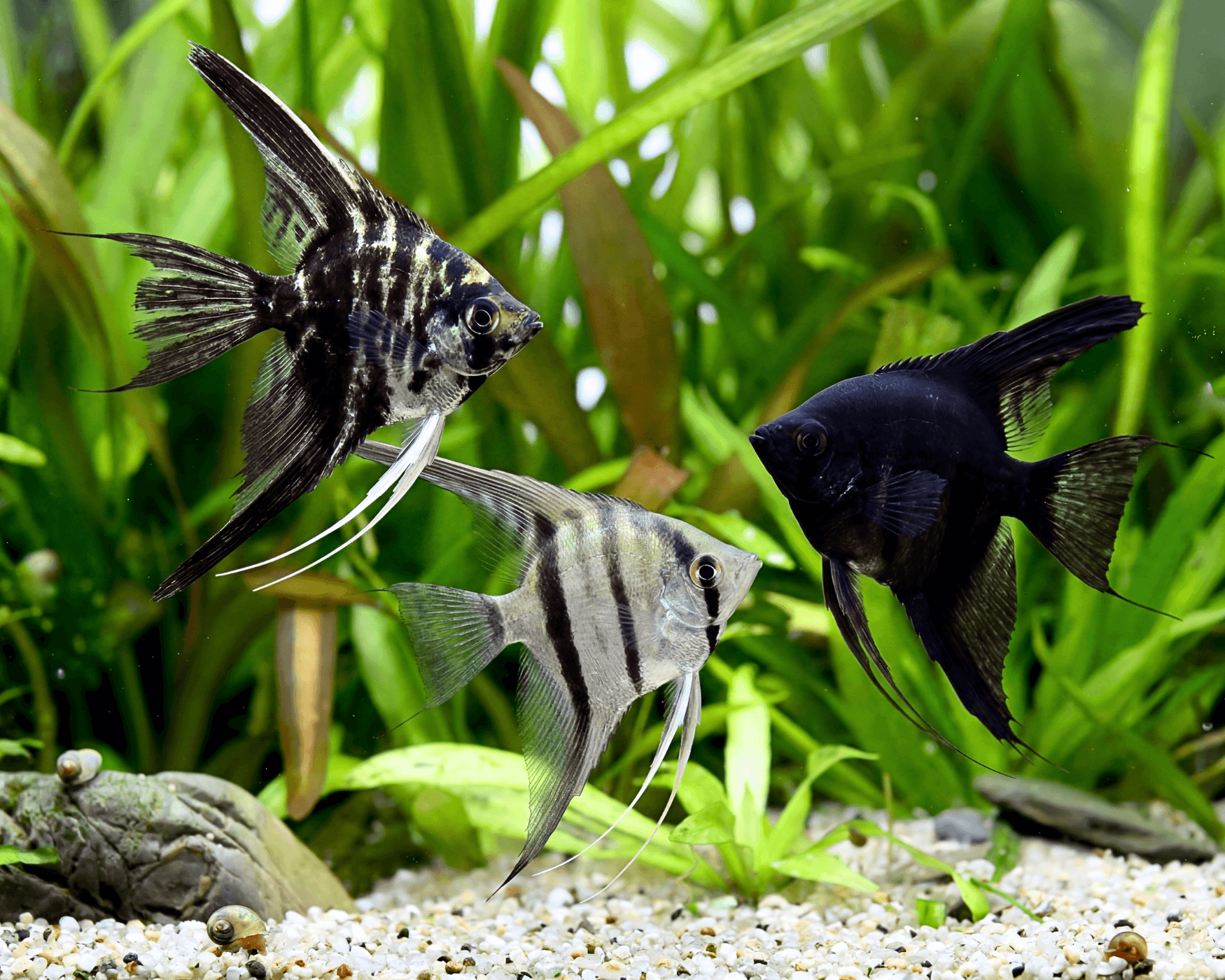 Veiltail Angelfish (Pterophyllum scalare)